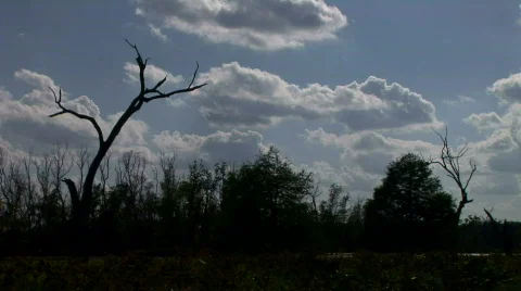Silhouette swamp tree timelapse Stock Footage