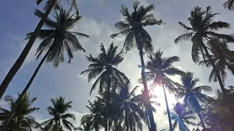 Silhouette of swaying coconut palm trees in bright blue sky and clouds. Stock Footage 228539953