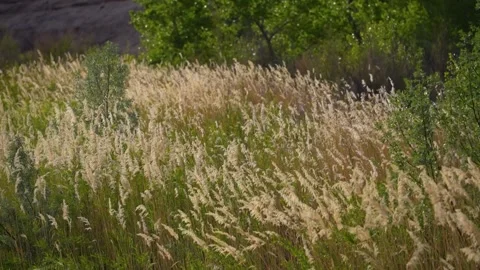 Silhouette of swaying fluffy Spikelets in a field. Stock Footage 276233048
