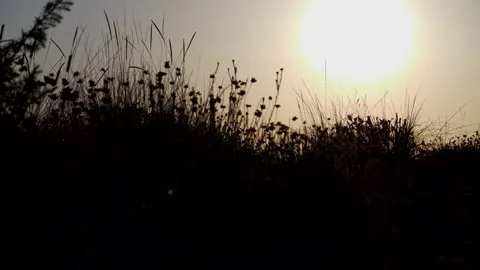 Silhouette tall grass moved by the wind at sunset. Super slow motion 4K Video stock 306736342