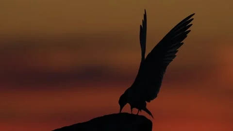 The silhouette of a tern on the stone in twilight. Red sunset sky background Video stock 168717102