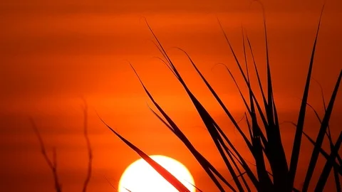 Silhouette Thai tree leaf Movements in the wind at sunset time Stock Footage 119068910