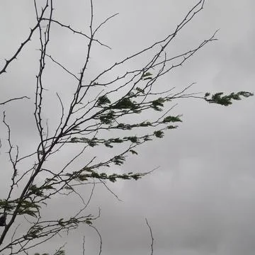 Silhouette of thorny tree branches with sparse green leaves grey sky 写真素材