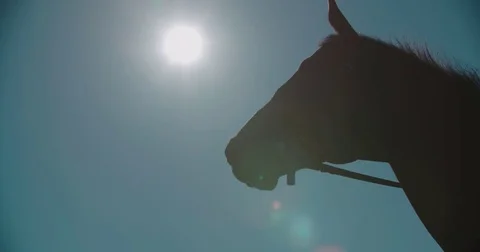 Silhouette of a thoroughbred racing stallion horse close-up in slow motion Stock Footage