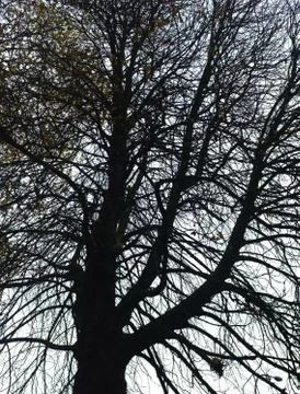 Silhouette three branches Stock Photos