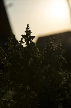 Silhouette of thuja tree at sunset in the evening Stock Photos