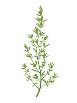 The silhouette of thyme's twig. Simple flat vector illustration. Stock Illustration