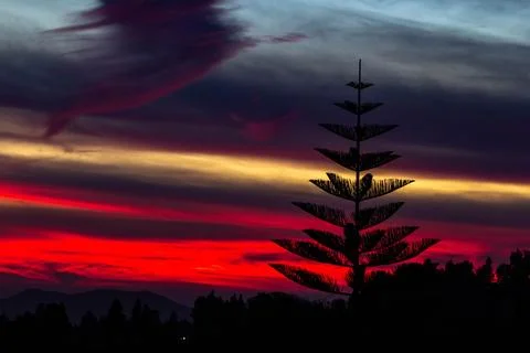 Silhouette of tiered pine tree against a vivid red, gold sunset sky Stock Photos