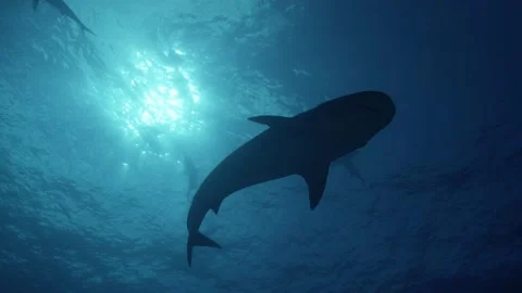 Silhouette of tiger shark filmed from the deep Stock Footage