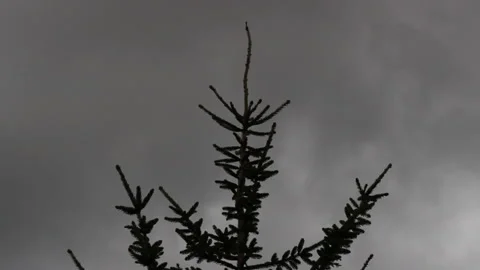 Silhouette of top of spruce tree sways in wind during thunderstorm and storm Stock Footage 280717459