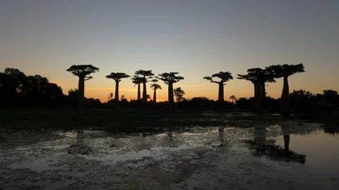 Silhouette of towering baobab trees against the sunset sky in Madagascar Stock Footage 308808751