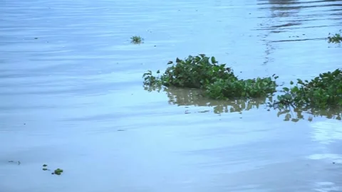 Silhouette of traditional fishing method using a bamboo square dip Stock Footage 176467663
