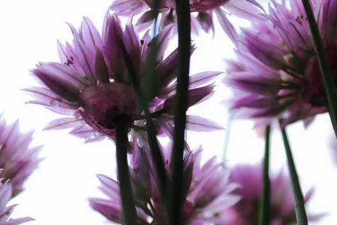 Silhouette of translucent chive flowers looking upwards through the petals Stock Photos