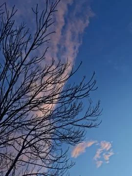Silhouette of a tree against the backdrop of sunset Stock Photos