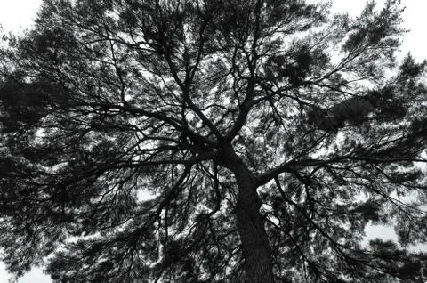 Silhouette a tree against a background of sky black and white photo Stock Photos