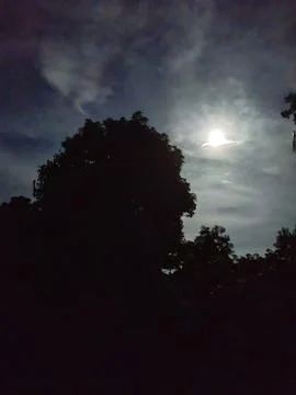 Silhouette of tree against moonlit sky Stock Photos
