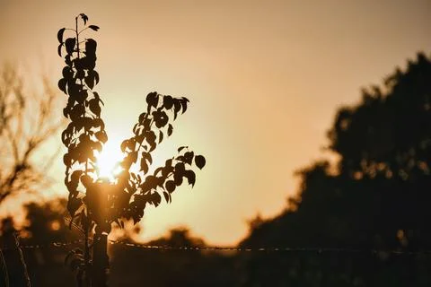Silhouette of a tree against the setting sun in Extremadura, showing the be.. Stock Photos