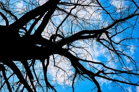 Silhouette of a tree and branches without leaves on a blue sky background Stock Photos