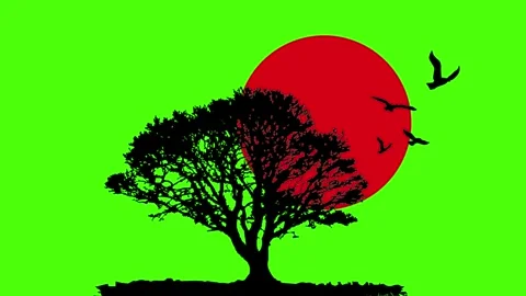Silhouette of tree and flying birds at sunset with vibrant red sun Video stock 342302002