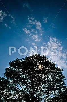 Silhouette of tree and fuzz cloudy blue sky Stock Photos