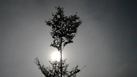 Silhouette: tree and sun Video stock 236813636