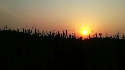 Silhouette of a tree and sunset Video stock 133592805