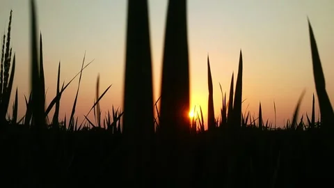 Silhouette of a tree and sunset Video stock 133592885
