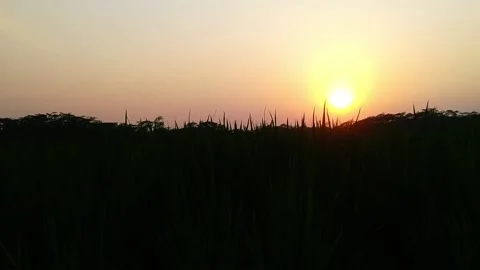 Silhouette of a tree and sunset Video stock 133593041