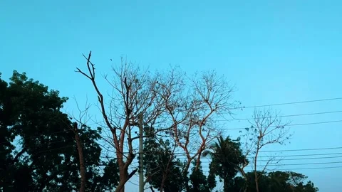 Silhouette of a tree and sunset Video stock 133593161