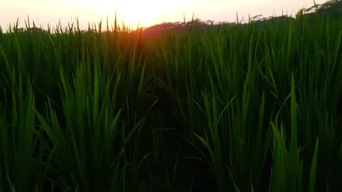 Silhouette of a tree and sunset Video stock 133593174