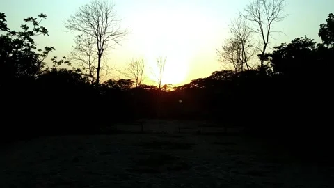 Silhouette of a tree and sunset Video stock 133593327
