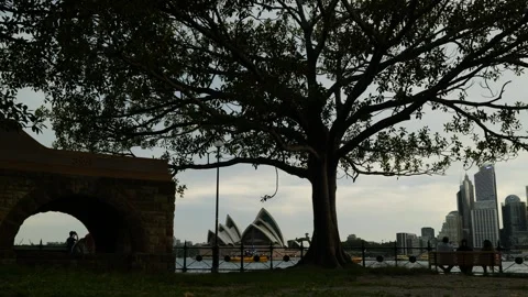 Silhouette tree and Sydney Opera House 6K Stock Footage 301938948