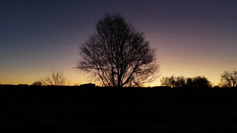 The silhouette of a tree appears from among the branches in a drone flight ba Stock Footage 261383574