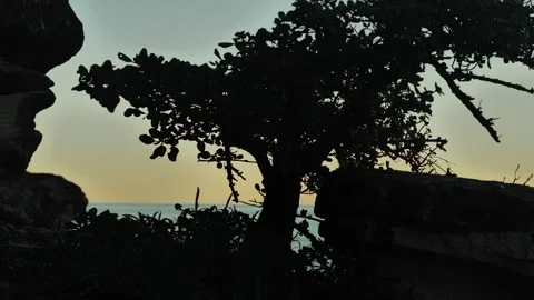 Silhouette tree around sunset with ocean in distance slow motion 4K Stock-Footage 254967467