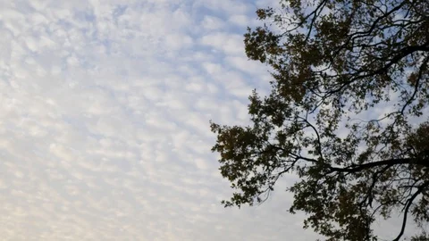 The silhouette of the tree in the autumn evening against the beautiful clouds Video stock 124553553