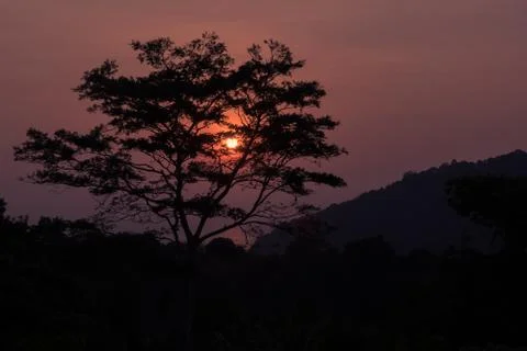 Silhouette of a tree on the background of sunset Stock Photos