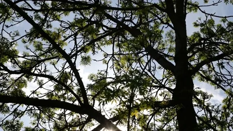 Silhouette of a tree backlit in the forest 스톡 동영상 132345833
