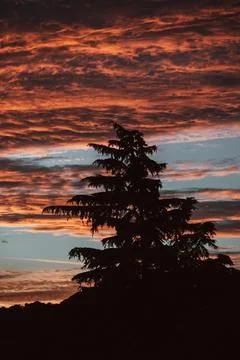 Silhouette of a tree with a beautiful sunset Stock Photos