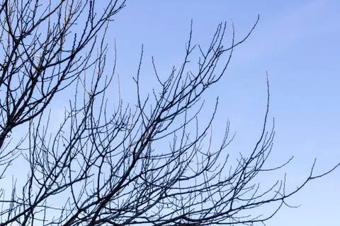 Silhouette of tree with blue background Foto stock