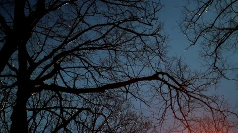 The silhouette of the tree branch. Evening sky background. Stock Footage 129273610