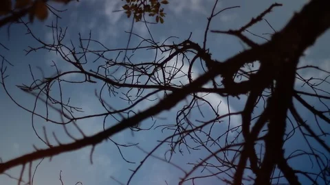 The Silhouette Of The Tree Branch Video stock 113098166