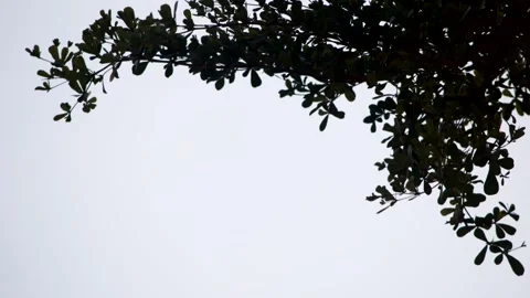 Silhouette Of Tree Branch Hanging From Top Against Clear Bright Sky Backgroun Stock Footage 344737167