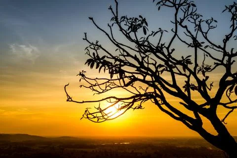 Silhouette of tree branch Stock Photos