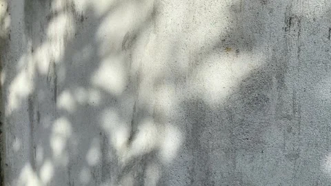 Silhouette of tree branch shadow with swaying leaves on concrete wall Stock Footage 295941457