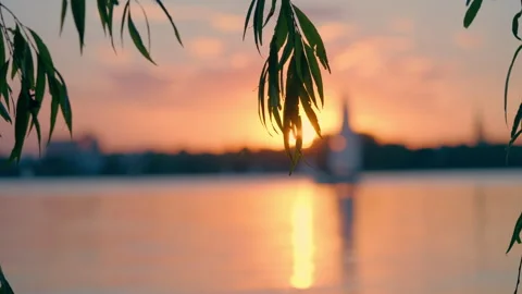 Silhouette of tree branches against a calm lake at sunset Stock Footage 346311341