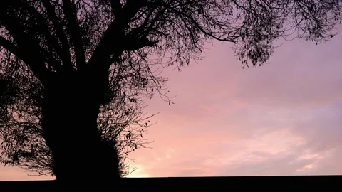 Silhouette of Tree with Branches and Trunk in Nature Landscape Stock Footage 238841079