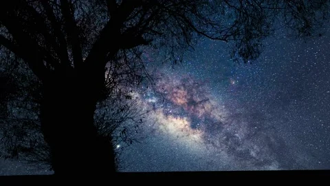 Silhouette of Tree with Branches and Trunk in Nature Landscape Stock Footage 239728935