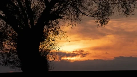 Silhouette of Tree with Branches and Trunk in Nature Landscape Video stock 239873473