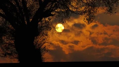 Silhouette of Tree with Branches and Trunk in Nature Landscape Stock Footage 239879599