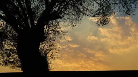 Silhouette of Tree with Branches and Trunk in Nature Landscape Stock Footage 239881733